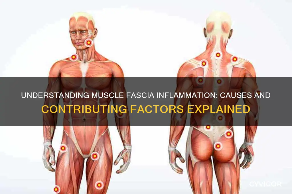 what causes muscle fascia inflammatiin