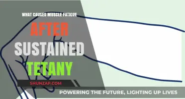 Understanding Muscle Fatigue: Causes Behind Sustained Tetany and Exhaustion