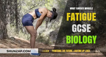 Understanding Muscle Fatigue: Causes Explained for GCSE Biology Students