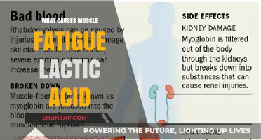 Understanding Muscle Fatigue: The Role of Lactic Acid Explained