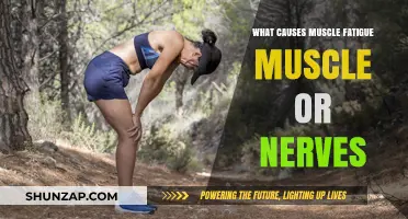 Muscle Fatigue: Unraveling the Role of Muscles vs. Nerves