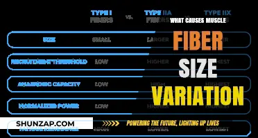 Unraveling the Factors Behind Muscle Fiber Size Variation