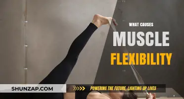 Understanding the Key Factors Behind Muscle Flexibility and Mobility