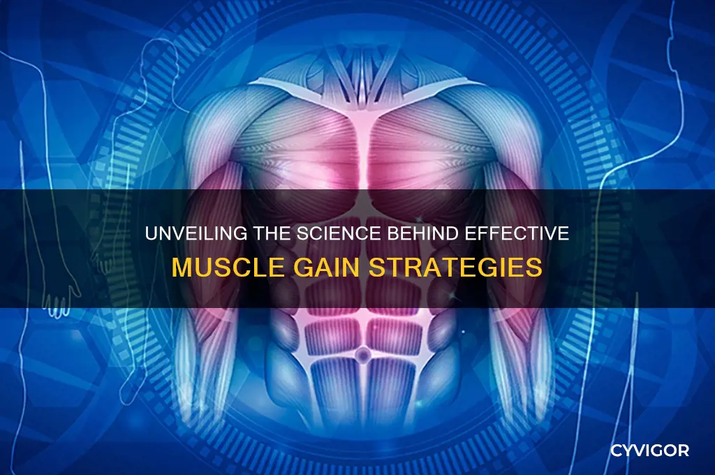 what causes muscle gain