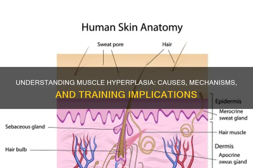 what causes muscle hyperplasia