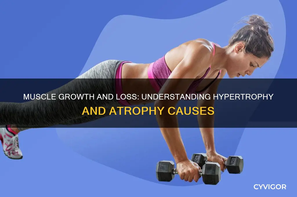 what causes muscle hypertrophy and atrophy