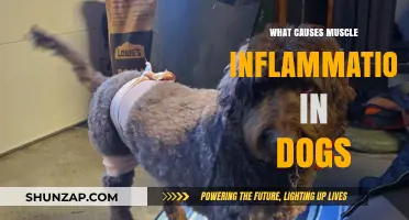 Understanding Muscle Inflammation in Dogs: Causes and Prevention Tips