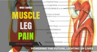 Understanding Muscle Leg Pain: Common Causes and Effective Remedies