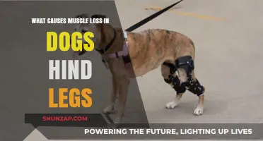 Understanding Hind Leg Muscle Loss in Dogs: Causes and Prevention