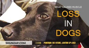 Understanding Muscle Loss in Dogs