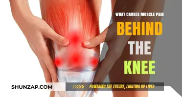 Understanding Causes of Muscle Pain Behind the Knee: A Comprehensive Guide
