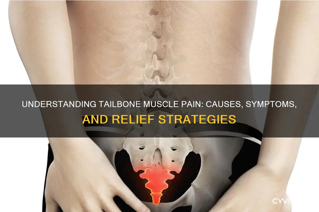 what causes muscle pain in tailbone