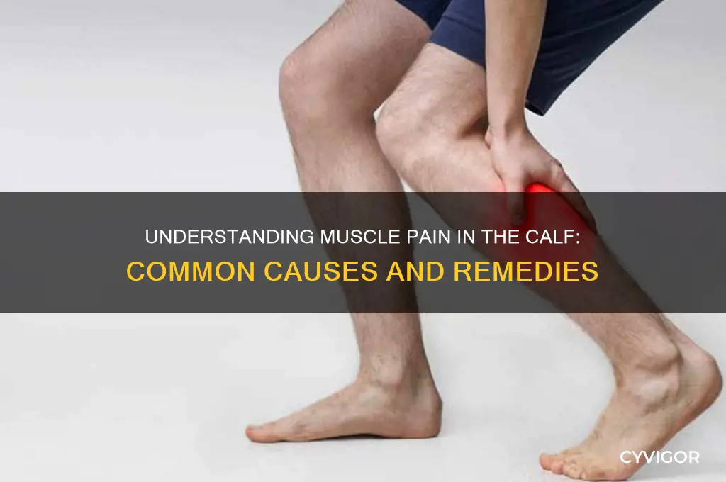 what causes muscle pain in the caf