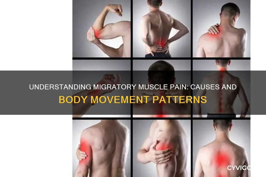 what causes muscle pain that moves around the body