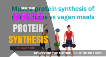 Unveiling the Key Factors Driving Muscle Protein Synthesis