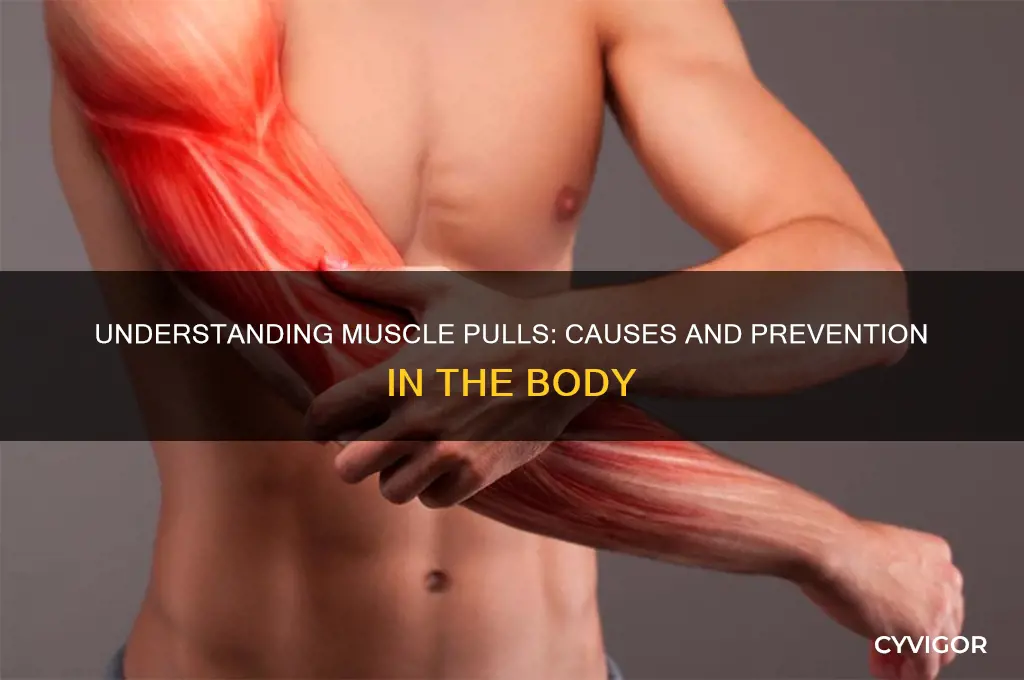 what causes muscle pull in the body