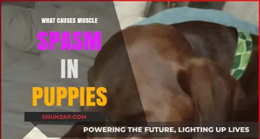 Understanding Puppy Muscle Spasms: Causes and Prevention Tips