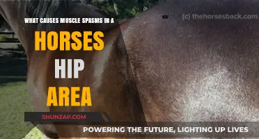 Understanding Horse Hip Muscle Spasms: Causes and Prevention Tips