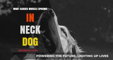 Understanding Neck Muscle Spasms in Dogs: Causes and Solutions