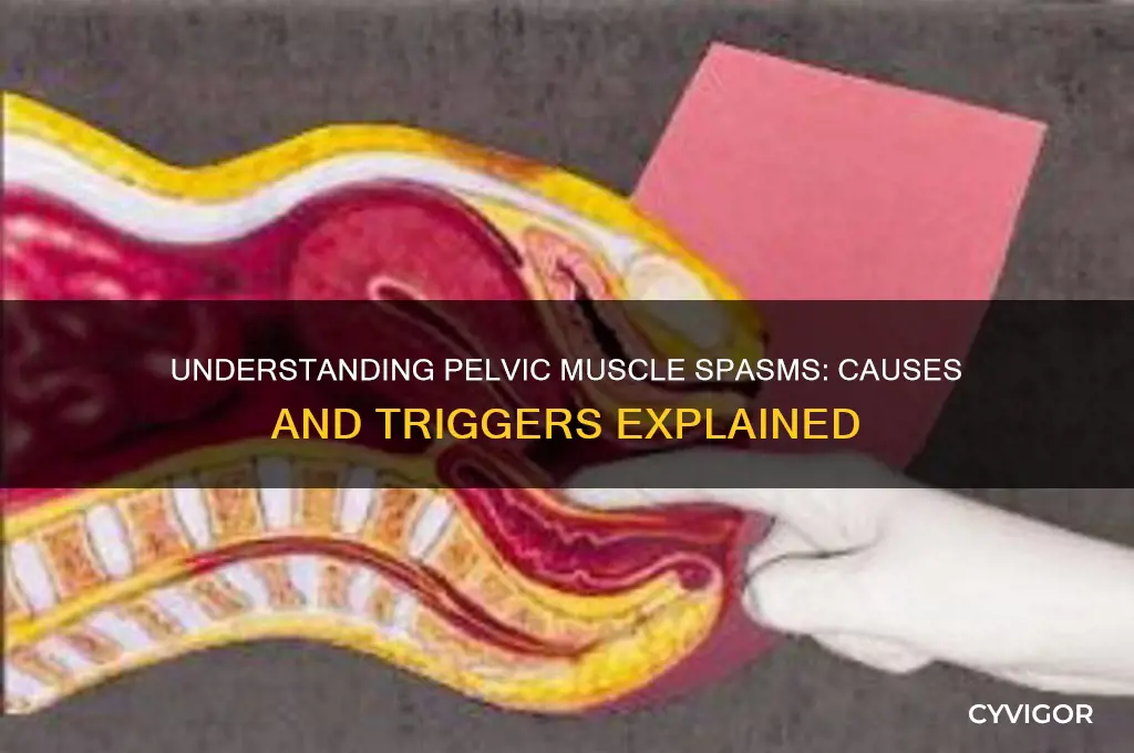 what causes muscle spasms in pelvic area