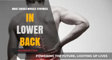 Understanding Lower Back Muscle Stiffness: Common Causes and Solutions