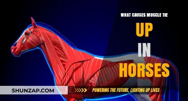 Understanding Muscle Tie-Up in Horses: Causes and Prevention Tips