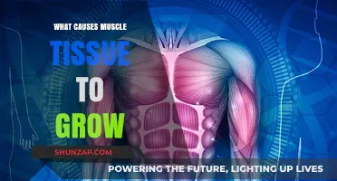 Unveiling the Science Behind Muscle Growth: Key Factors Explained