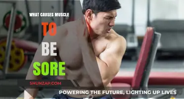 Understanding Muscle Soreness: Causes, Mechanisms, and Recovery Insights