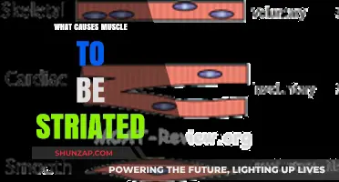 Unveiling the Science Behind Striated Muscle Structure and Function
