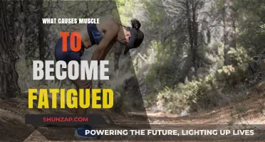 Understanding Muscle Fatigue: Causes and Factors Behind Tired Muscles