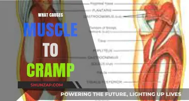 Unraveling Muscle Cramps: Causes, Triggers, and Prevention Strategies Explained