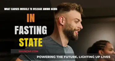 Fasting and Muscle Amino Acid Release: Understanding the Metabolic Process