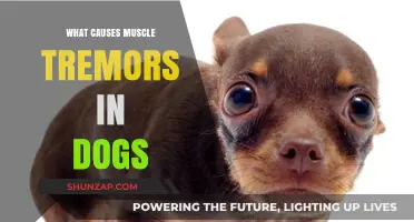 Understanding Muscle Tremors in Dogs: Causes and Concerns