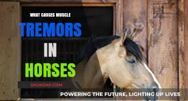 Understanding Muscle Tremors in Horses: Causes and Concerns