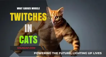 Understanding Muscle Twitches in Cats: Causes and Concerns