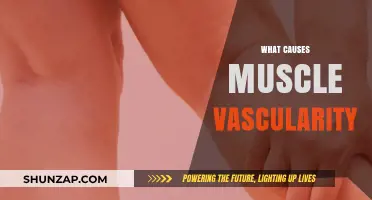 Unveiling the Factors Behind Visible Veins and Muscle Vascularity