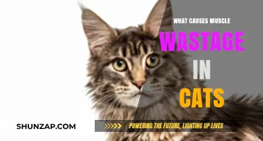 Understanding Feline Muscle Atrophy: Causes and Prevention Tips
