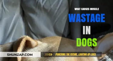 Understanding Muscle Atrophy in Dogs: Causes and Prevention Tips