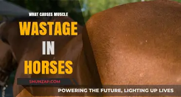 Understanding Muscle Atrophy in Horses: Causes and Prevention Strategies