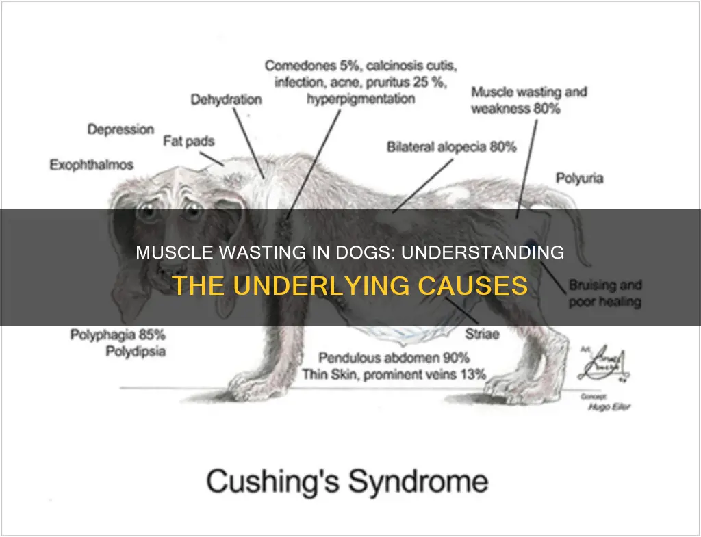 what causes muscle wasting in dogs