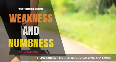 Understanding Muscle Weakness and Numbness: Causes and Contributing Factors
