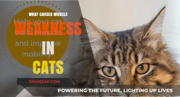 Understanding Muscle Weakness in Cats: Causes and Concerns