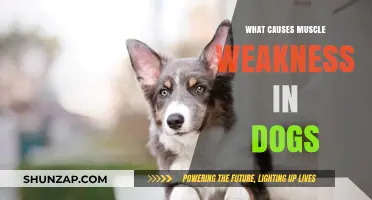 Understanding Muscle Weakness in Dogs: Causes and Concerns
