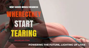 Understanding Muscle Weakness: Causes and Prevention of Tearing Injuries
