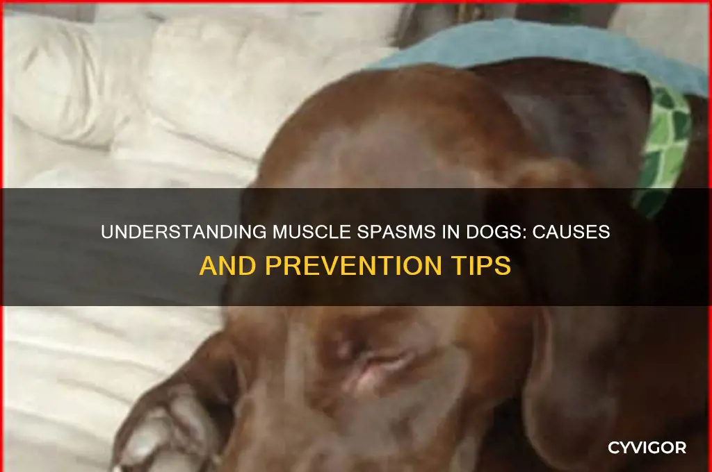 what causes muscles spasms in dogs