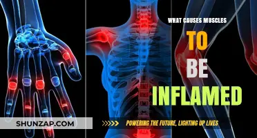 Understanding Muscle Inflammation: Causes and Triggers Explained