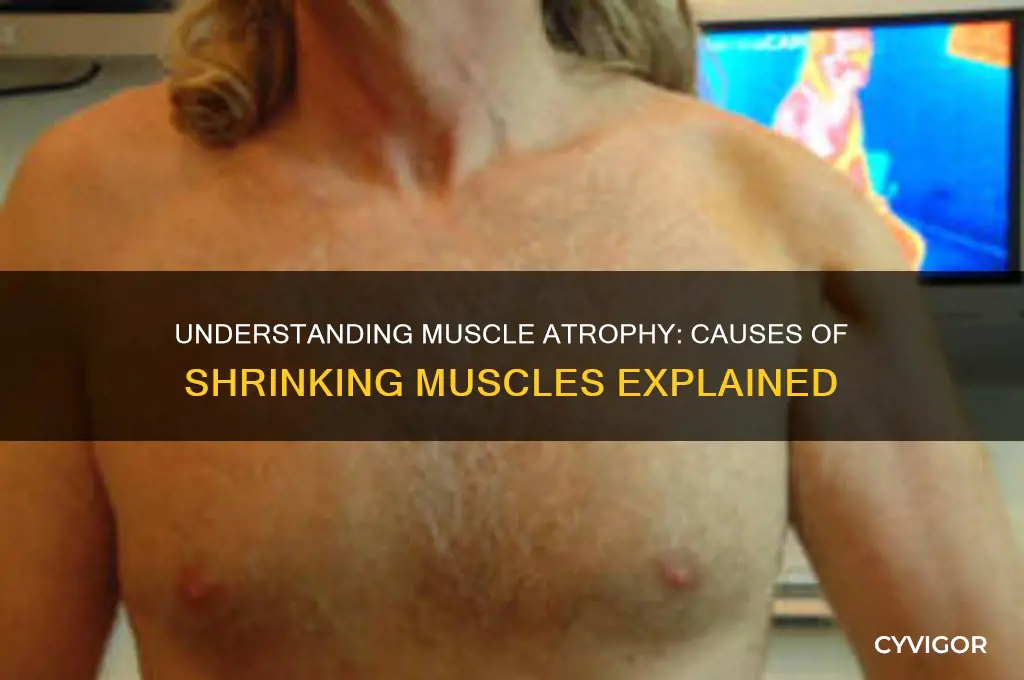 what causes muscles to decrease in size
