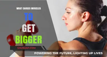 Understanding Muscle Growth: Key Factors Behind Bigger, Stronger Muscles