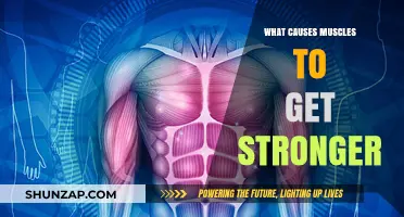 Unleashing Strength: Understanding the Science Behind Muscle Growth