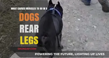 Understanding Rear Leg Muscle Weakness in Dogs: Causes and Concerns